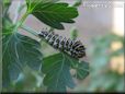 black white caterpillar