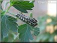 black white caterpillar