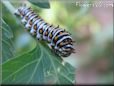 black white caterpillar