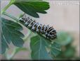 black white caterpillar