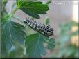 black white caterpillar