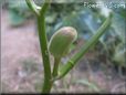 small okra