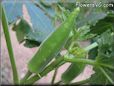 medium okra