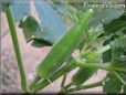 medium okra