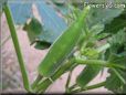 medium okra