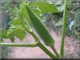 medium okra