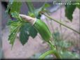 small okra