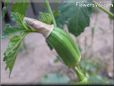small okra
