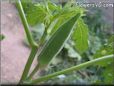 medium okra