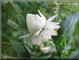 white cone strawflower flower