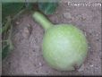  gourd