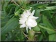 white cone strawflower flower