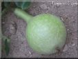  gourd
