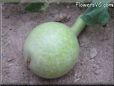  gourd
