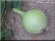  gourd
