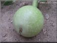  gourd