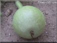  gourd