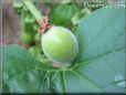  gourd