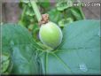  gourd