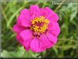 pink zinnia