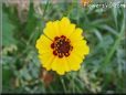 coreopsis daisy flower