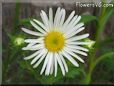 white daisy