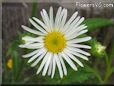 white daisy flower
