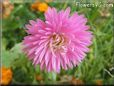 pink aster flower