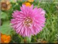 pink aster flower