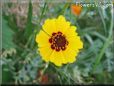 coreopsis daisy flower