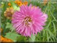 pink aster flower