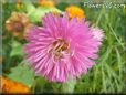 pink aster flower