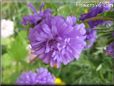 purple aster flower