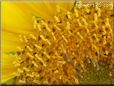 sunflower florets flower
