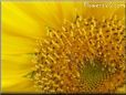 sunflower florets flower