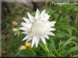 white strawflower flower