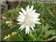 white strawflower flower