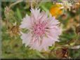 white pink flower