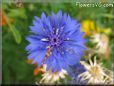 blue centaurea flower