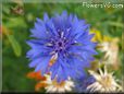 blue centaurea flower