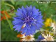 blue centaurea flower