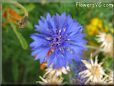 blue centaurea flower