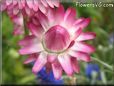 pink strawflower flower