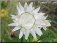 white strawflower flower