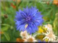 blue centaurea flower