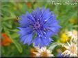 blue centaurea flower