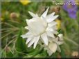 white strawflower flower