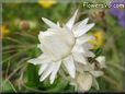 white strawflower flower