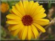 yellow african daisy flower