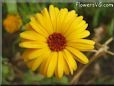 yellow african daisy flower